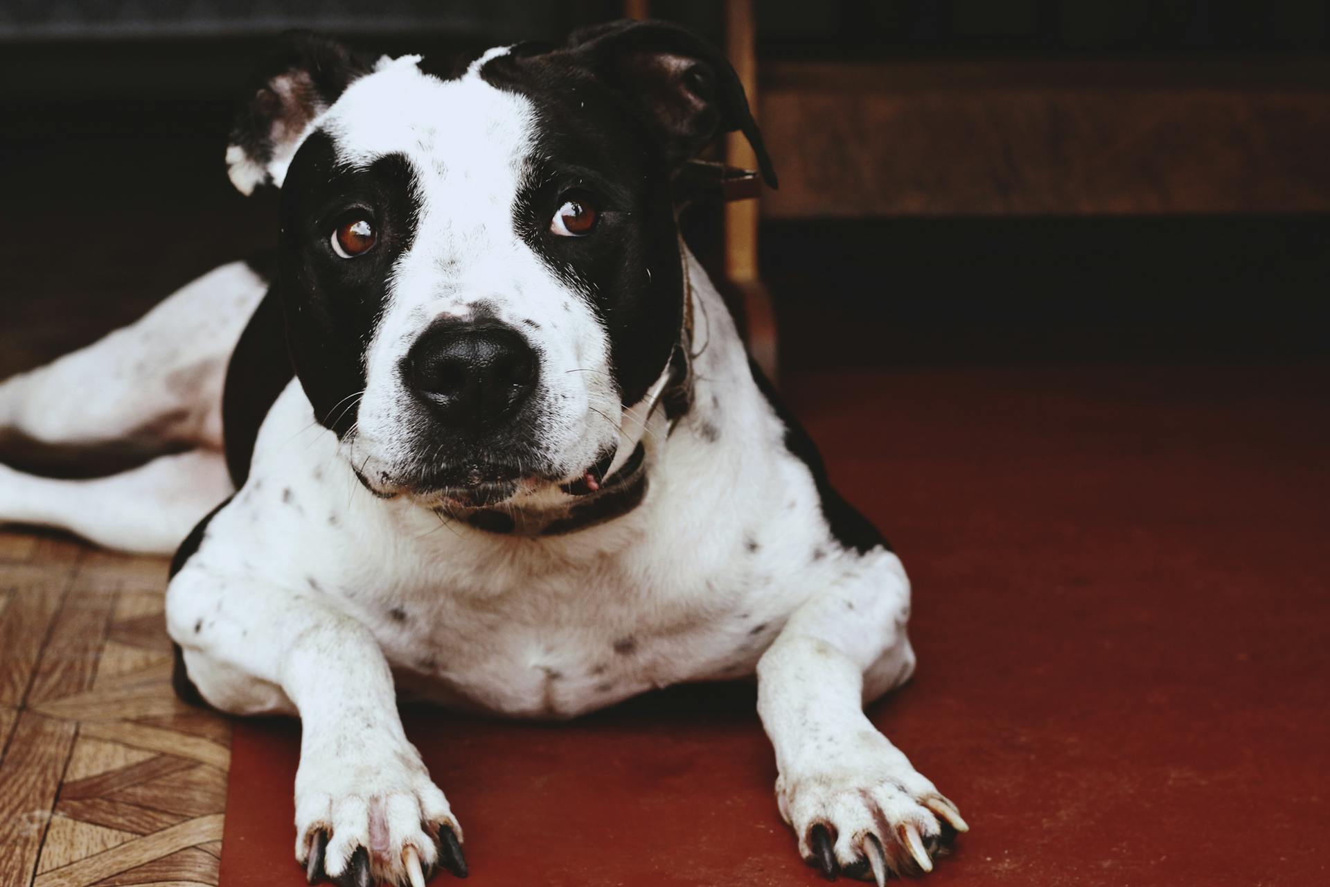 Närbilde av en vuxen svartvit amerikansk pitbullterrier som ligger på golvet