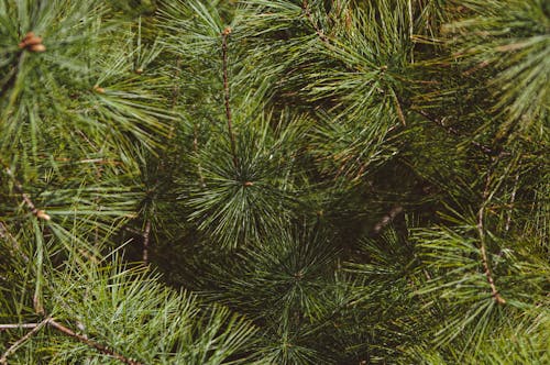 Close-Up Photo of Needles on a Pine Tree Branch