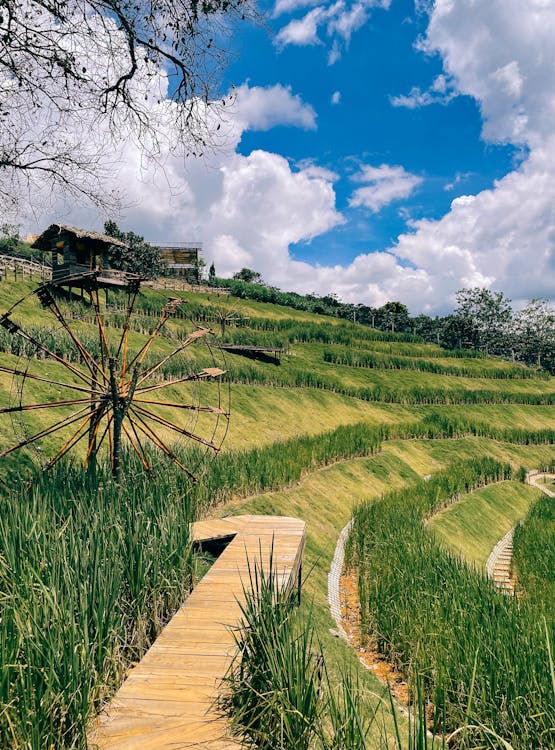 Terraced Rice Field on a Mountain Slope