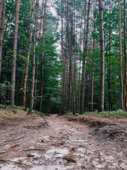 Explore a tranquil footpath amidst towering trees in a lush green forest.