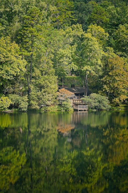 Základová fotografie zdarma na téma bujný, jezero, les