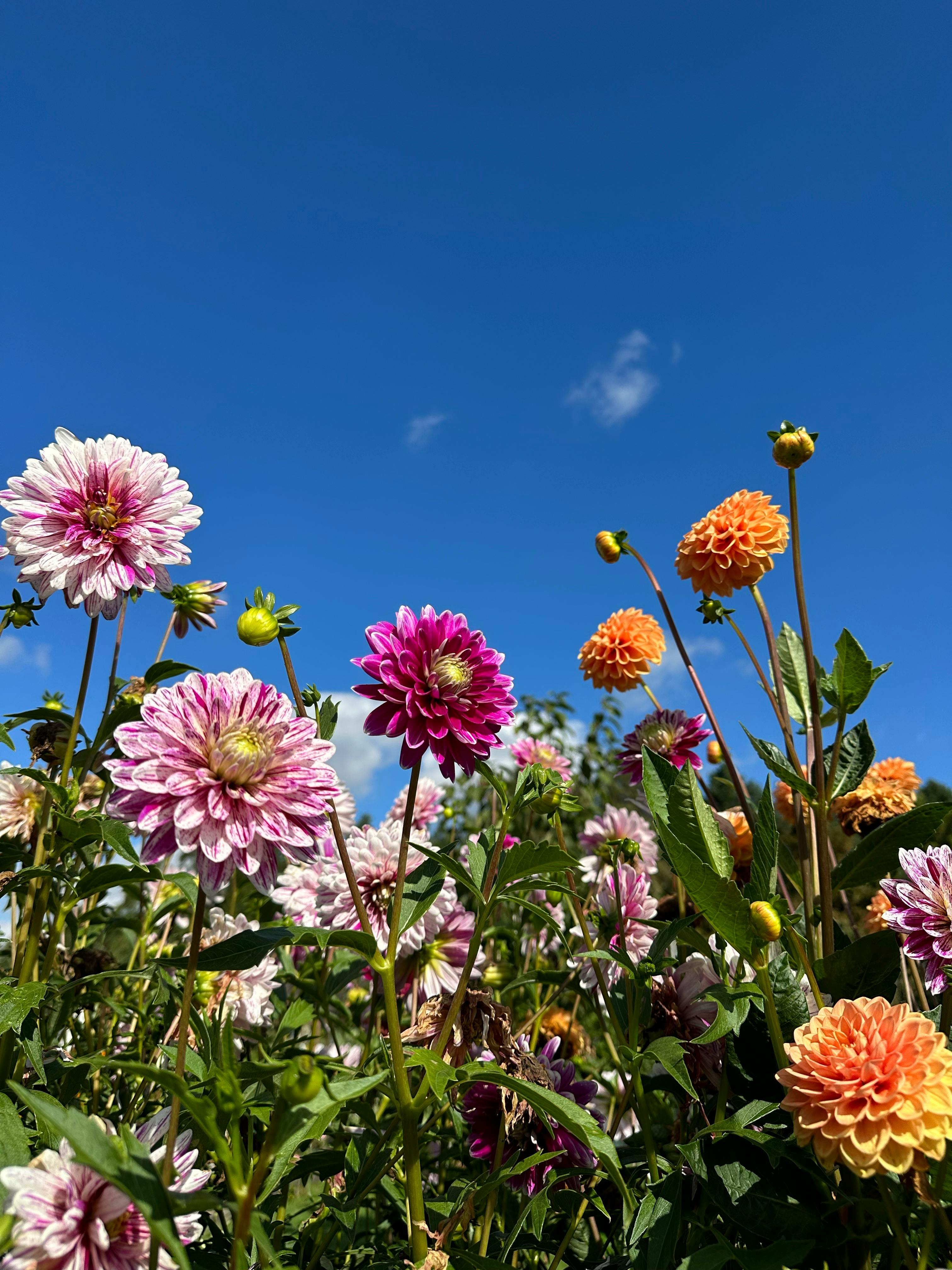 Colorful dahlias in full bloom against a bright blue sky, capturing the essence of a sunny day.