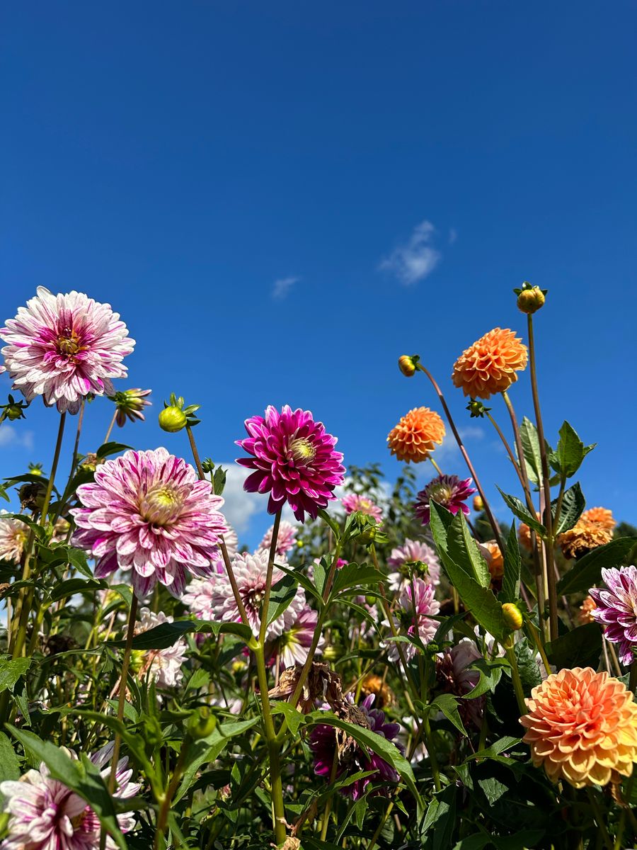 Rows of dahlias in the field under a blue summer sky