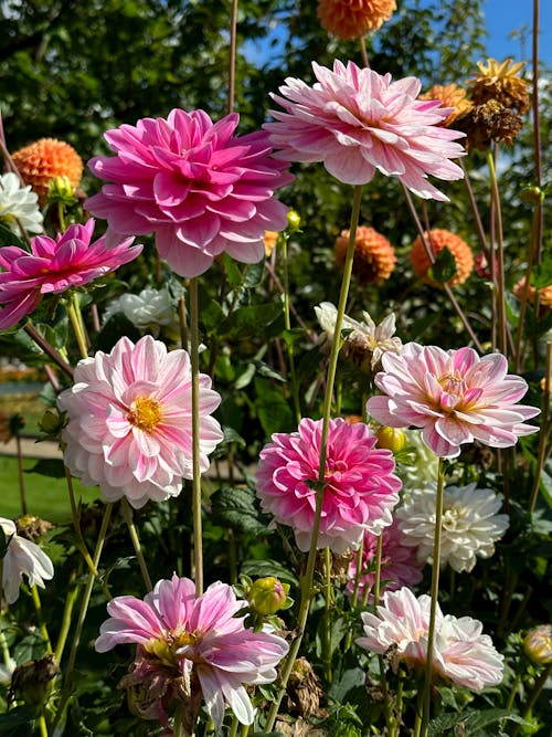 Kostenloses Stock Foto zu blumen, blütenblätter, dahlie