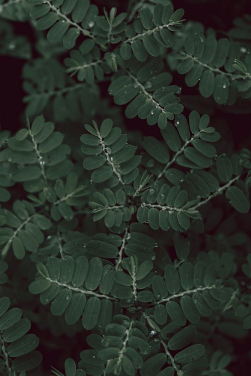 Free Close-up of lush green leaves with dew drops, capturing nature's intricate patterns and textures. Stock Photo