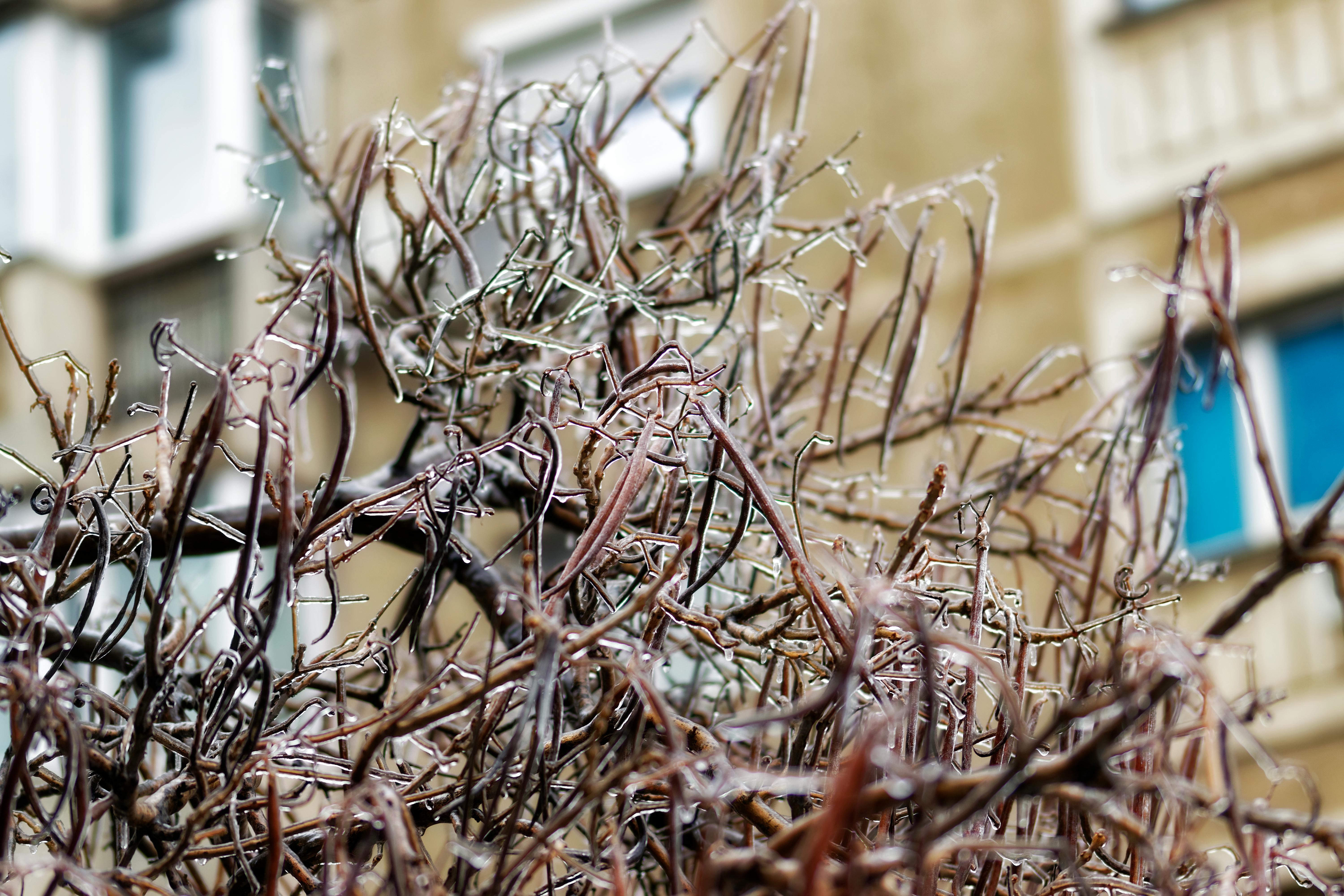Free stock photo of branches, frozen tree near building, ice