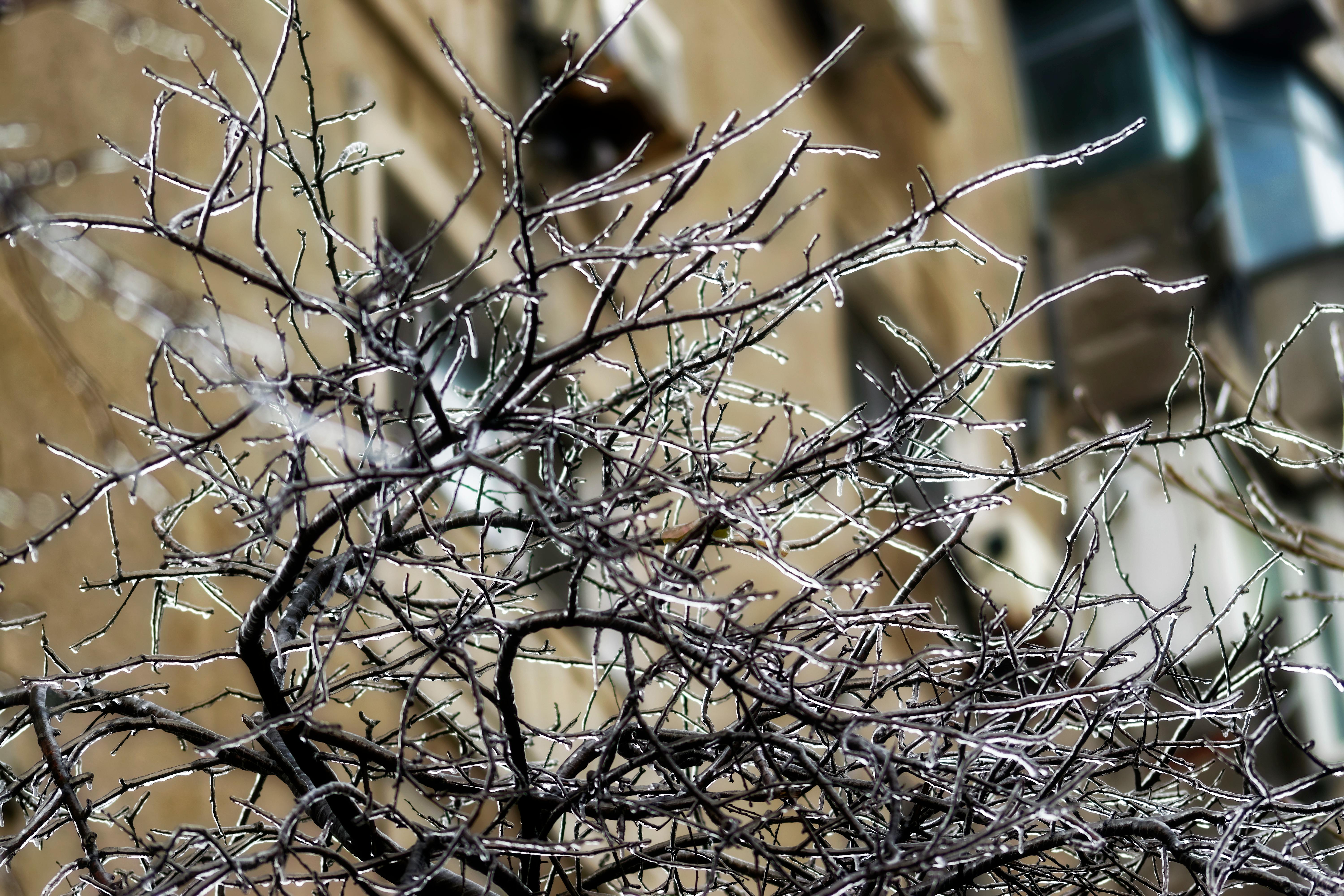 Free stock photo of branches, frozen tree, iced tree