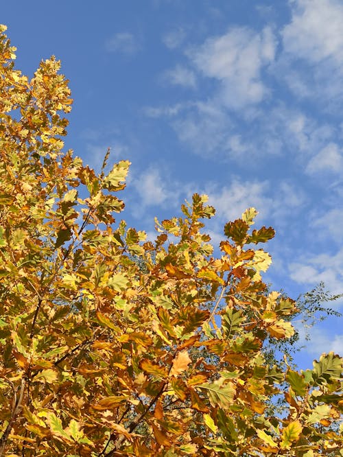 Golden Leaves on Tree Branches under Blue Sky