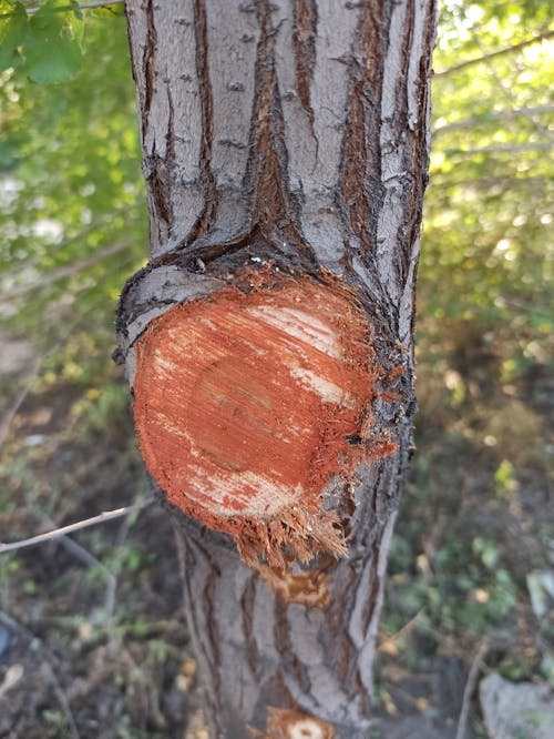 Foto profissional grátis de árvore, casca, corte fora