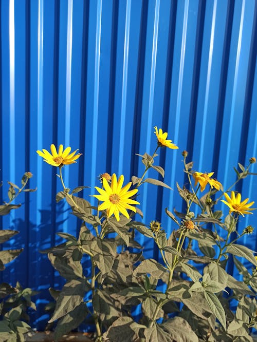 Foto stok gratis bunga-bunga, dinding, latar belakang biru