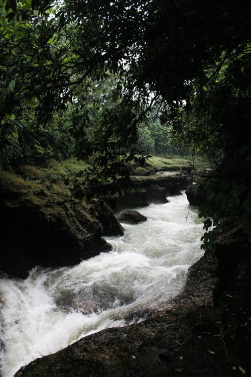 Free A vibrant tropical river flows through a lush rainforest. Perfect for nature and adventure themes. Stock Photo
