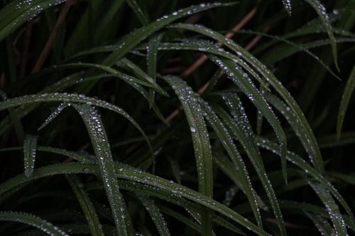 Free Macro shot of dew droplets on dark green grass blades, creating a serene and natural atmosphere. Stock Photo