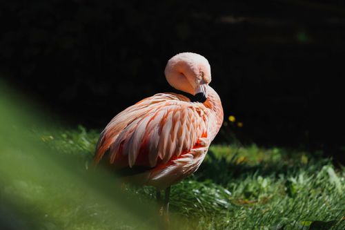 Free A pink flamingo peacefully resting in a vibrant, sunlit outdoor setting. Stock Photo