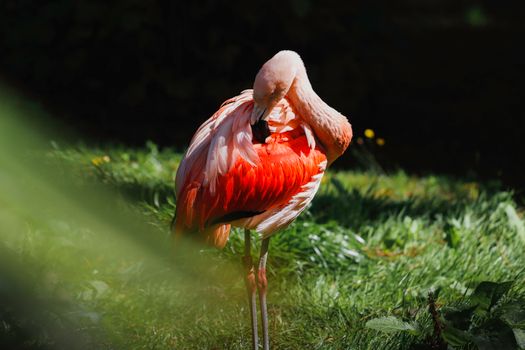 flamingo photo