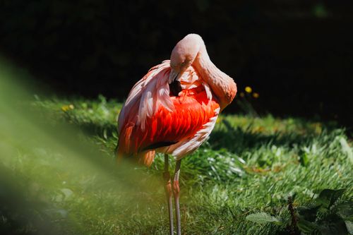 Free Close-up of a vibrant pink flamingo preening its feathers against lush green foliage. Stock Photo
