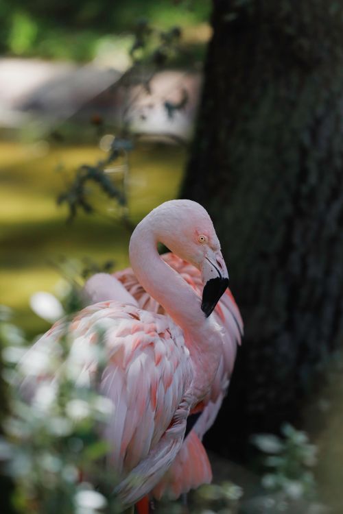 Free Elegant pink flamingo standing amidst lush greenery in a serene outdoor setting. Stock Photo