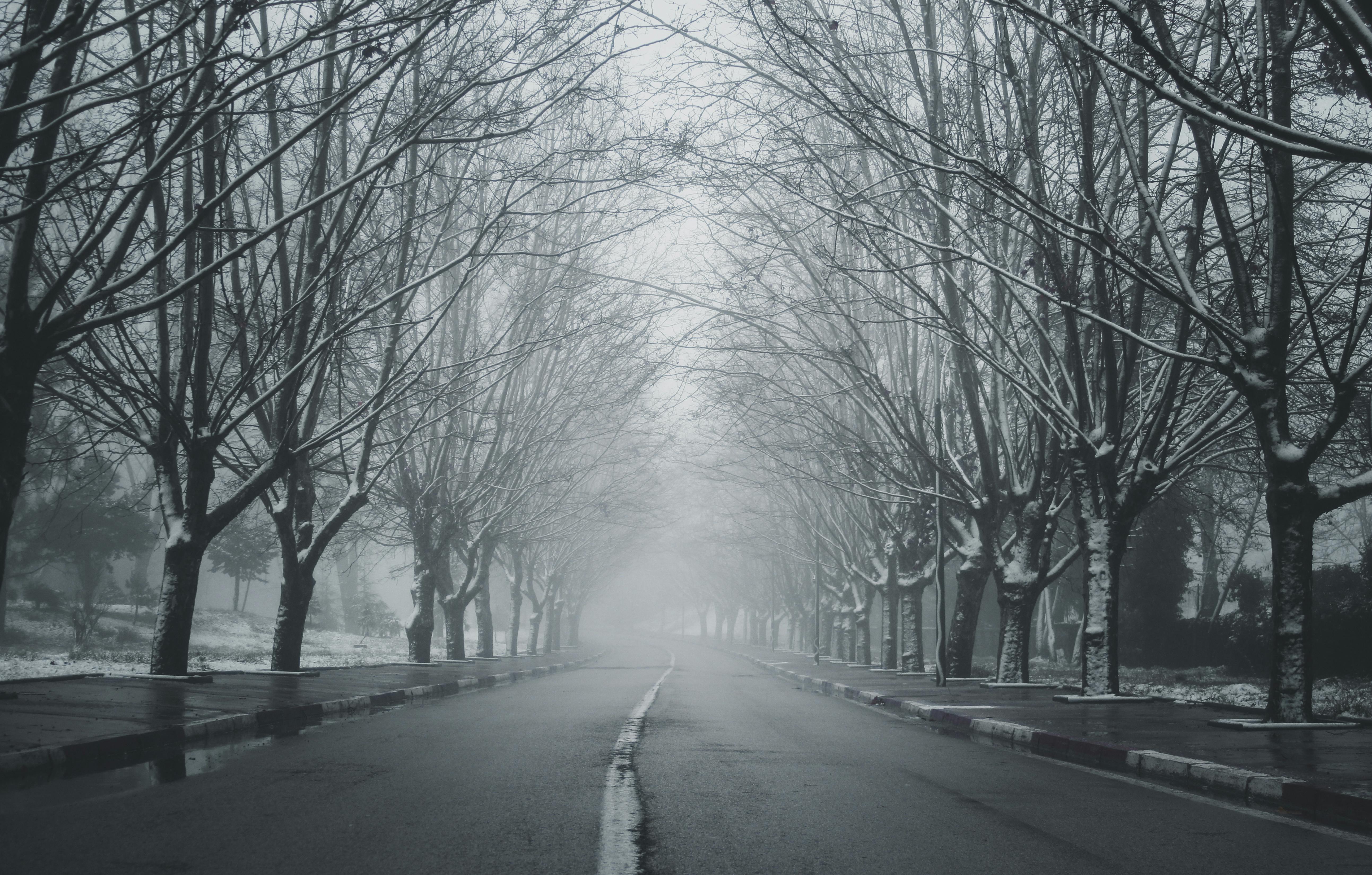 Free stock photo of big trees, dark, roads