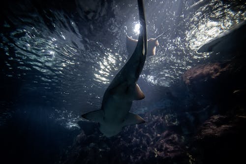 Köpek balığı içeren Ücretsiz stok fotoğraf