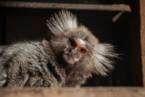 コモンマーモセット, モンキー, 動物の写真の無料の写真素材