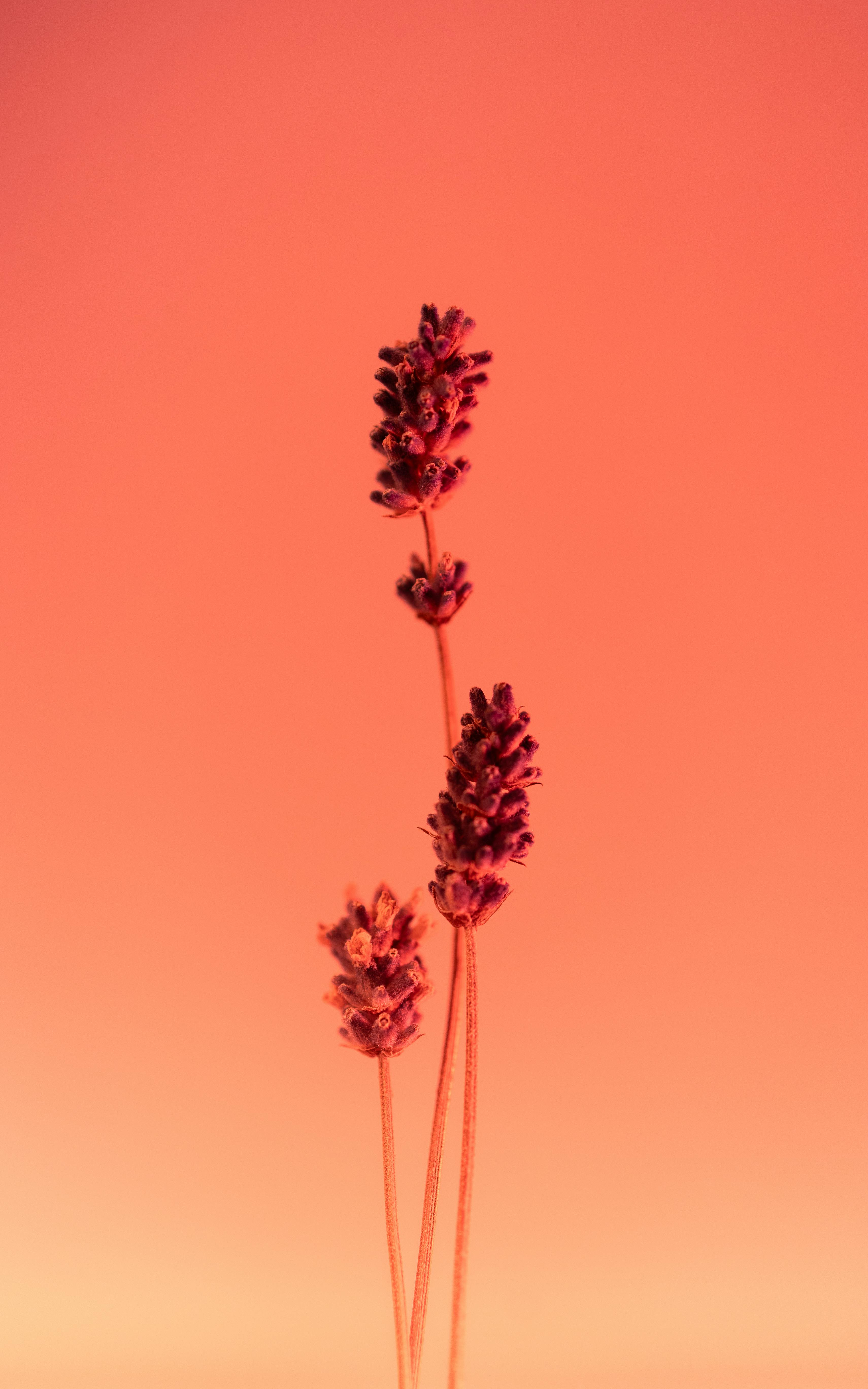 Minimalistic image of lavender flowers against a soft warm gradient backdrop, evoking tranquility.