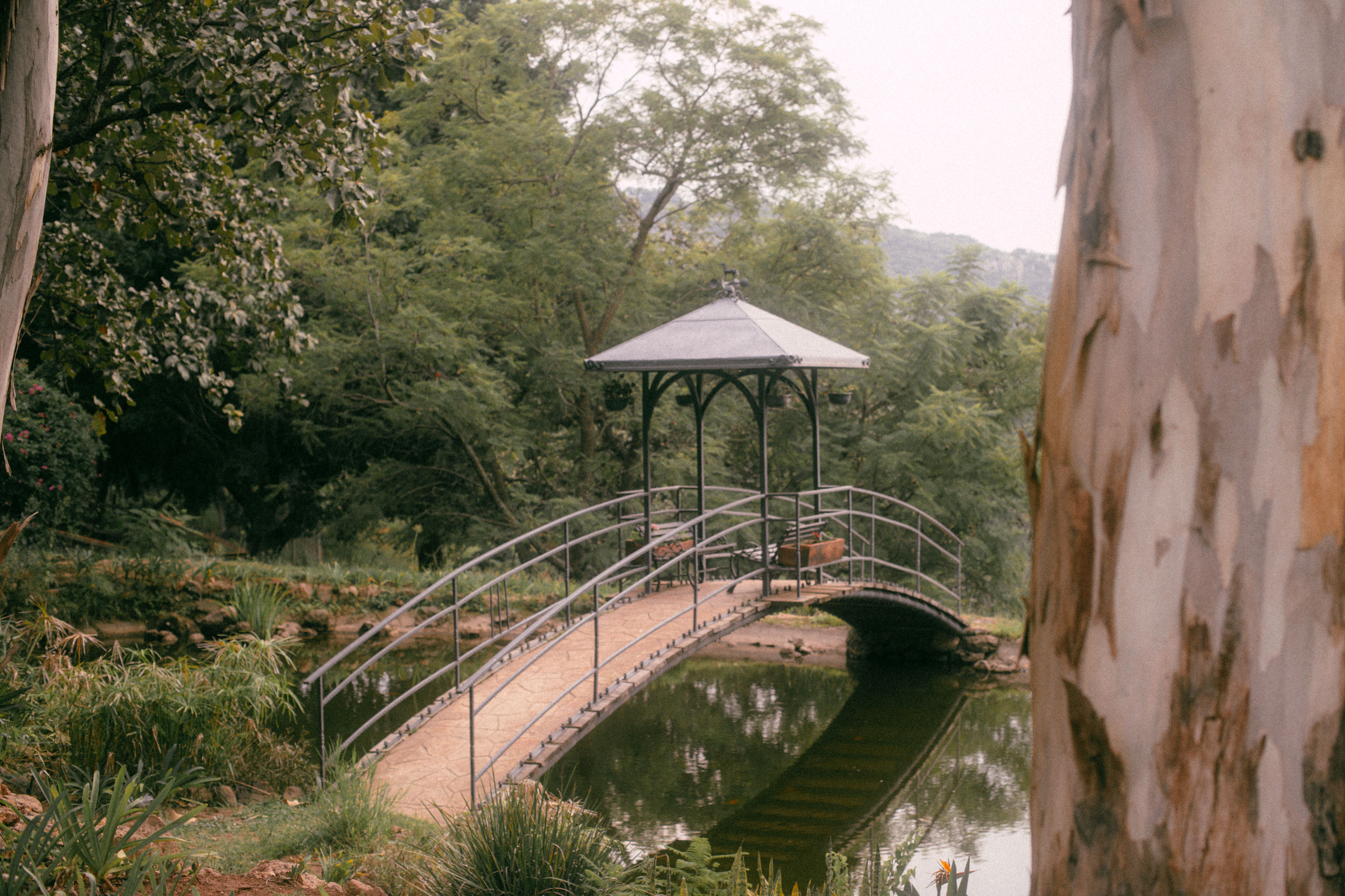 Walk the Ngare Ndare forest and canopy bridge