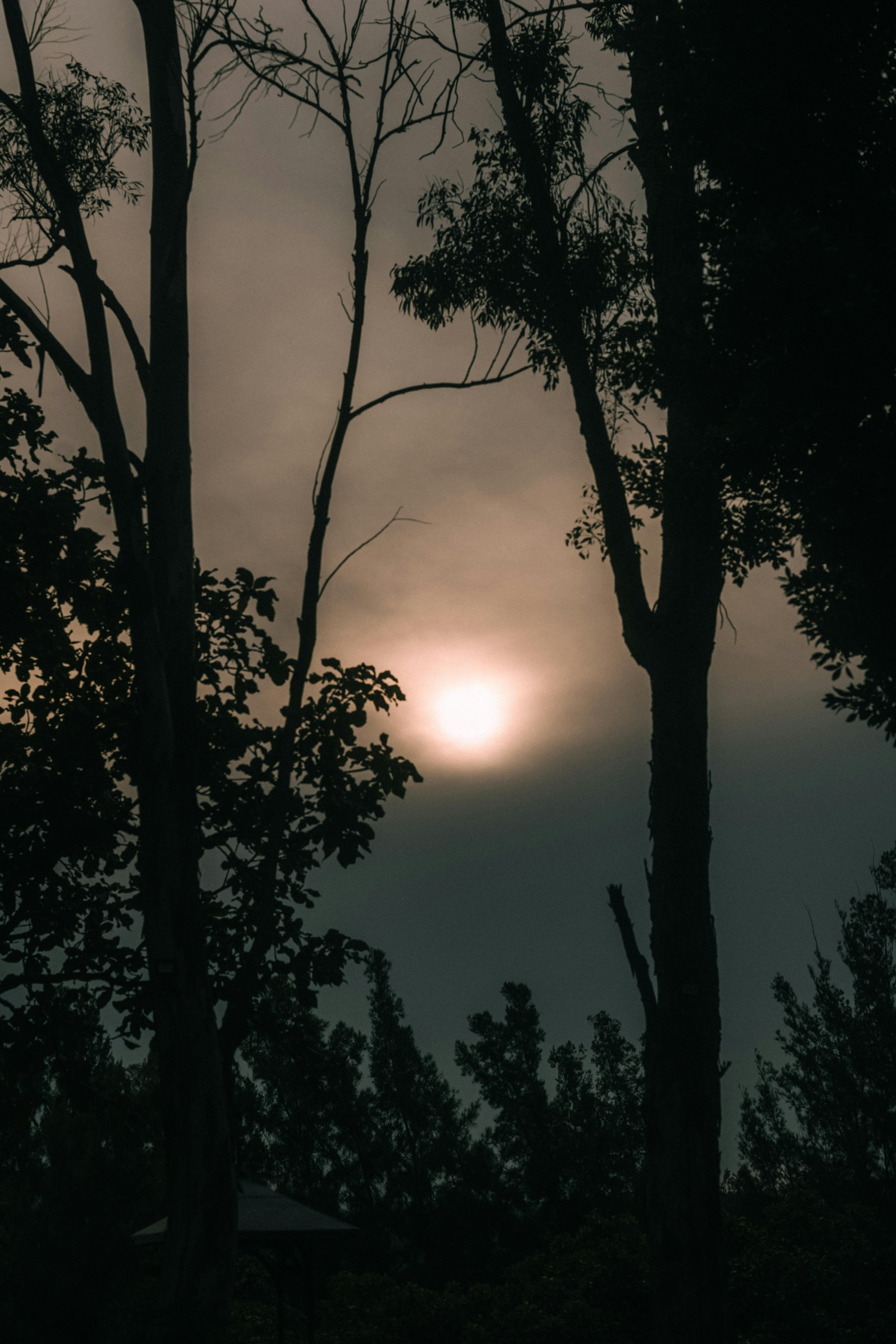 A serene dusk forest scene with silhouetted trees and a moody overcast sky.