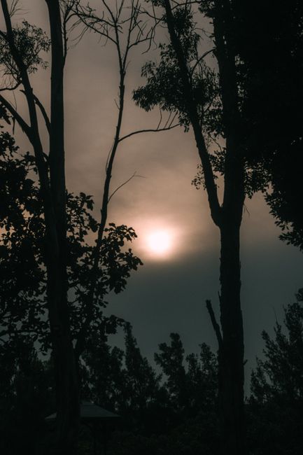 A serene dusk forest scene with silhouetted trees and a moody overcast sky.
