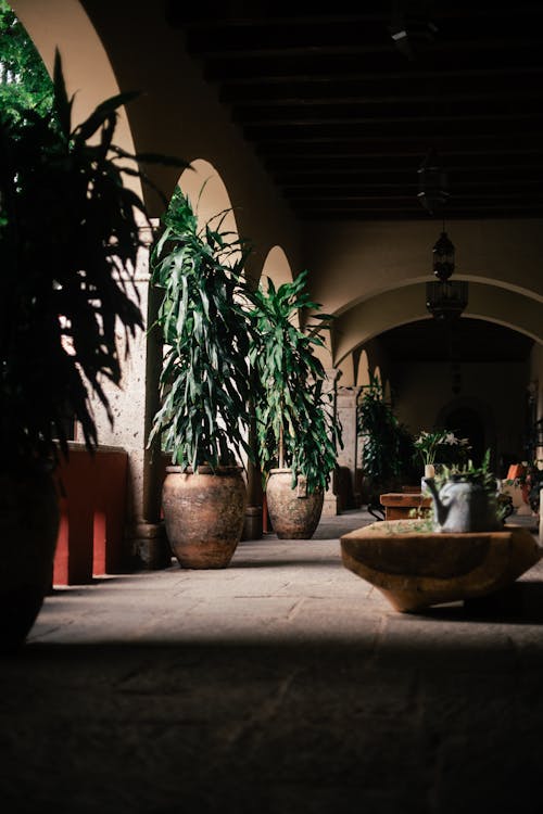 Potted Plants Decorating Walking Passage