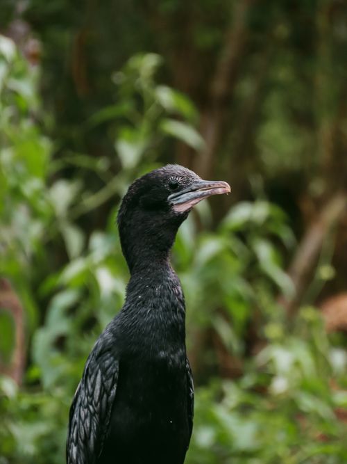 Free Close-up portrait of a cormorant against a lush green background, showcasing its black plumage. Stock Photo