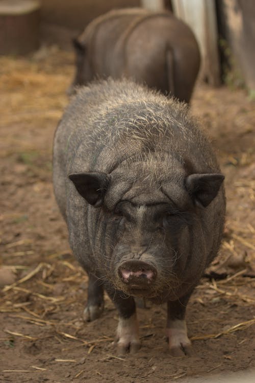 Pigs in Farm