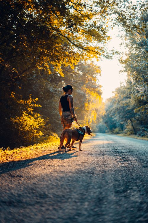 Woman on a Walk with Dog in Forest · Free Stock Photo