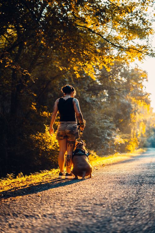 Free Woman and dog walking on a sunlit road with autumn leaves, creating a serene scene. Stock Photo