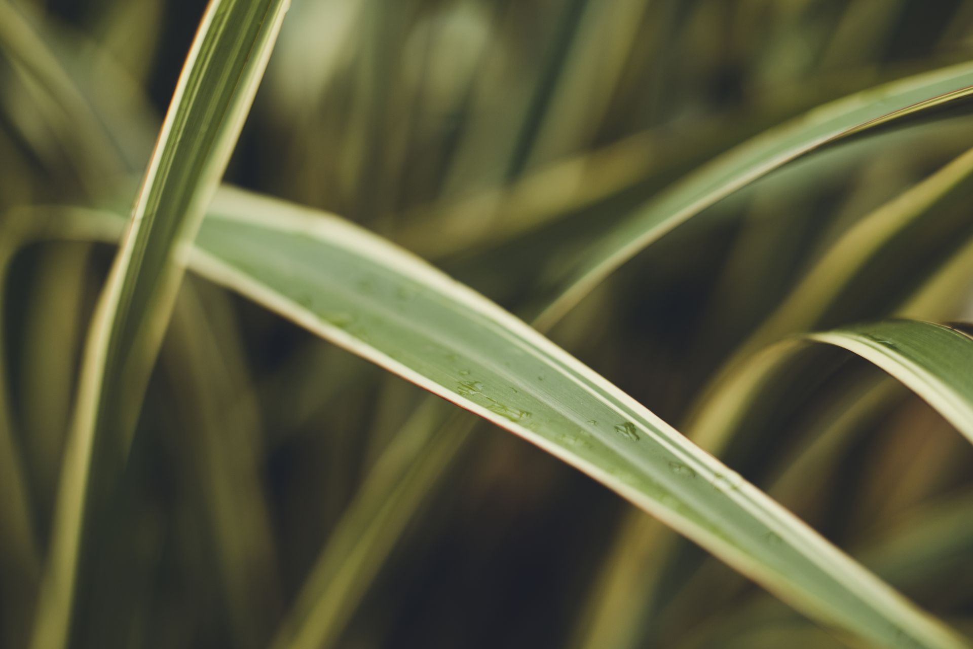 Detailed view of dew drops on vibrant green Japanese sedge leaves, showcasing nature's beauty.