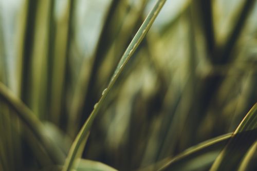 Free Detailed macro shot of wet grass blades with droplets, creating a natural and serene ambiance. Stock Photo