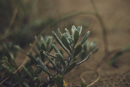 Základová fotografie zdarma na téma detail, listy, mletý