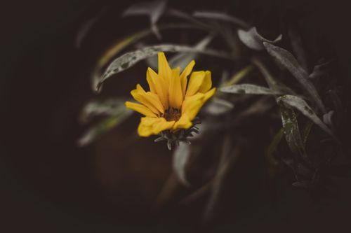 Free A delicate yellow flower captured with a moody background, highlighting its vibrant petals. Stock Photo