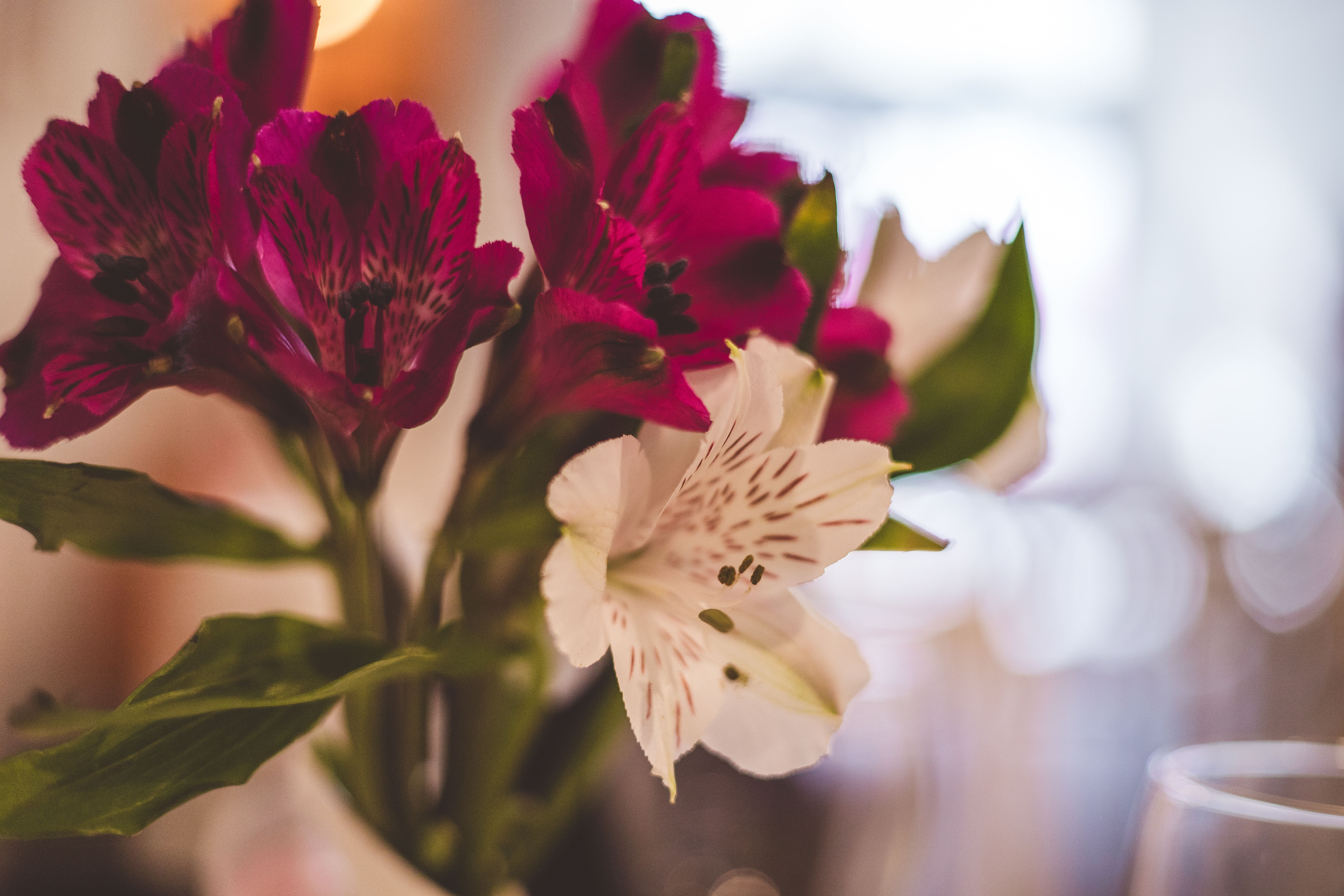 [ColoSach]-a-close-up-photo-of-a-colorful-alstroemeria-bouquet-with-a-bokeh-background.