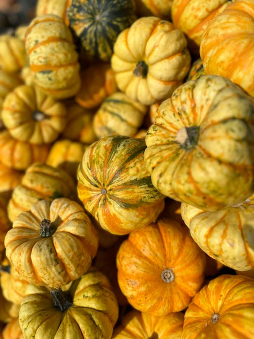 Pumpkins Stack in Close-up View