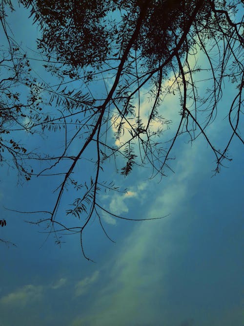 Foto profissional grátis de céu azul, céu bonito, filiais