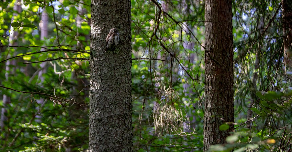 Pivert : Guide observation et habitat