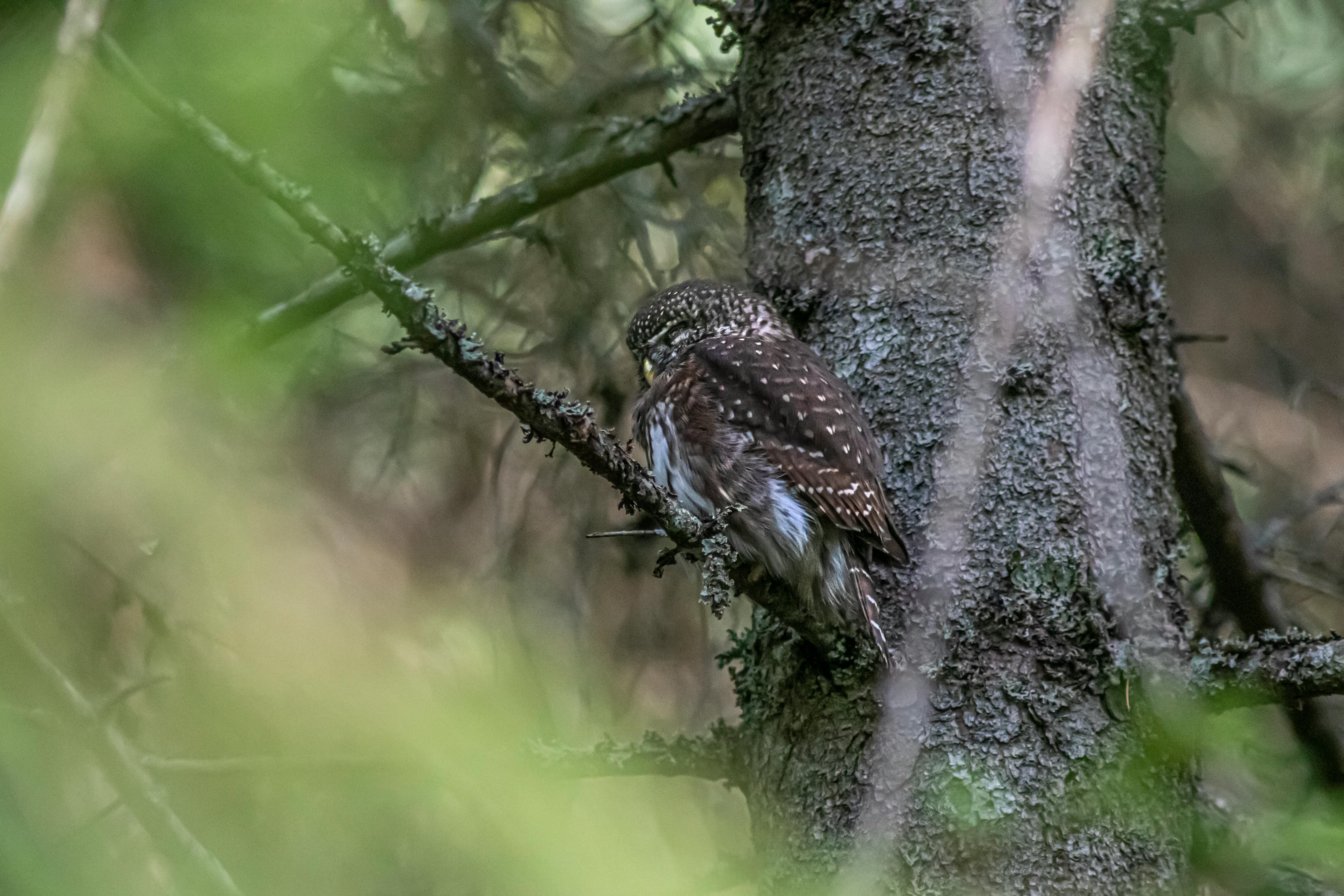 a small owl perched on a tree branch