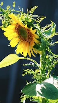 Vivid close-up of a sunflower with lush green leaves, basking in sunlight.