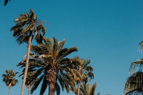 Δωρεάν στοκ φωτογραφιών με Los Angeles, γαλάζιος ουρανός, εξωτικός