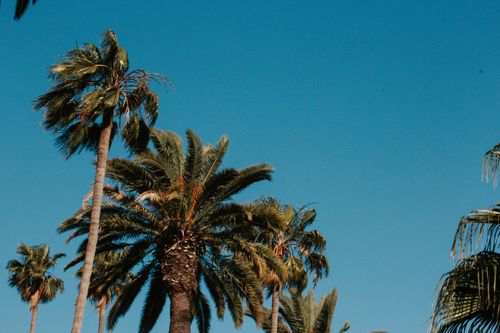 Free Palm trees sway under the clear blue sky, capturing a quintessential Los Angeles summer day. Stock Photo