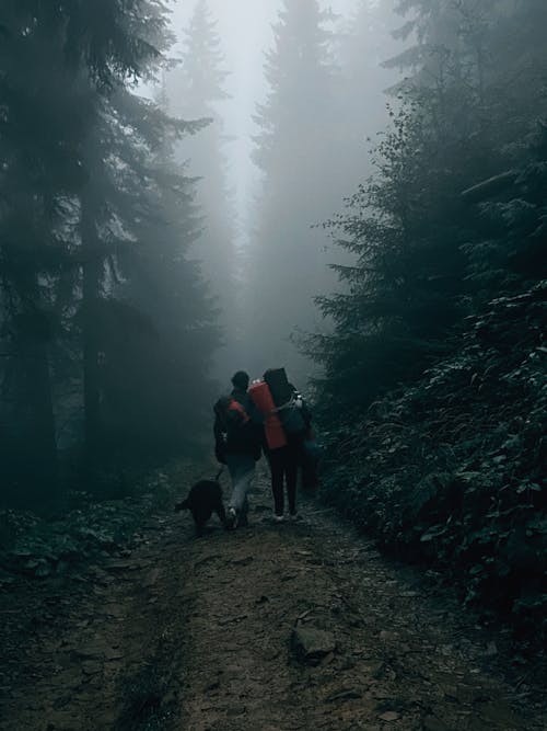 People Walking with Dog in Forest under Fog