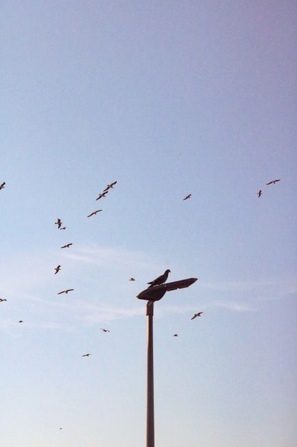 Flock of birds flying freely above a street lamp in Mudanya, Türkiye.