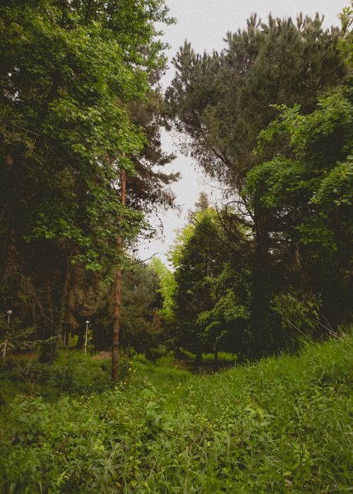 Free Idyllic green forest scene with tall trees and vibrant foliage in summer. Stock Photo