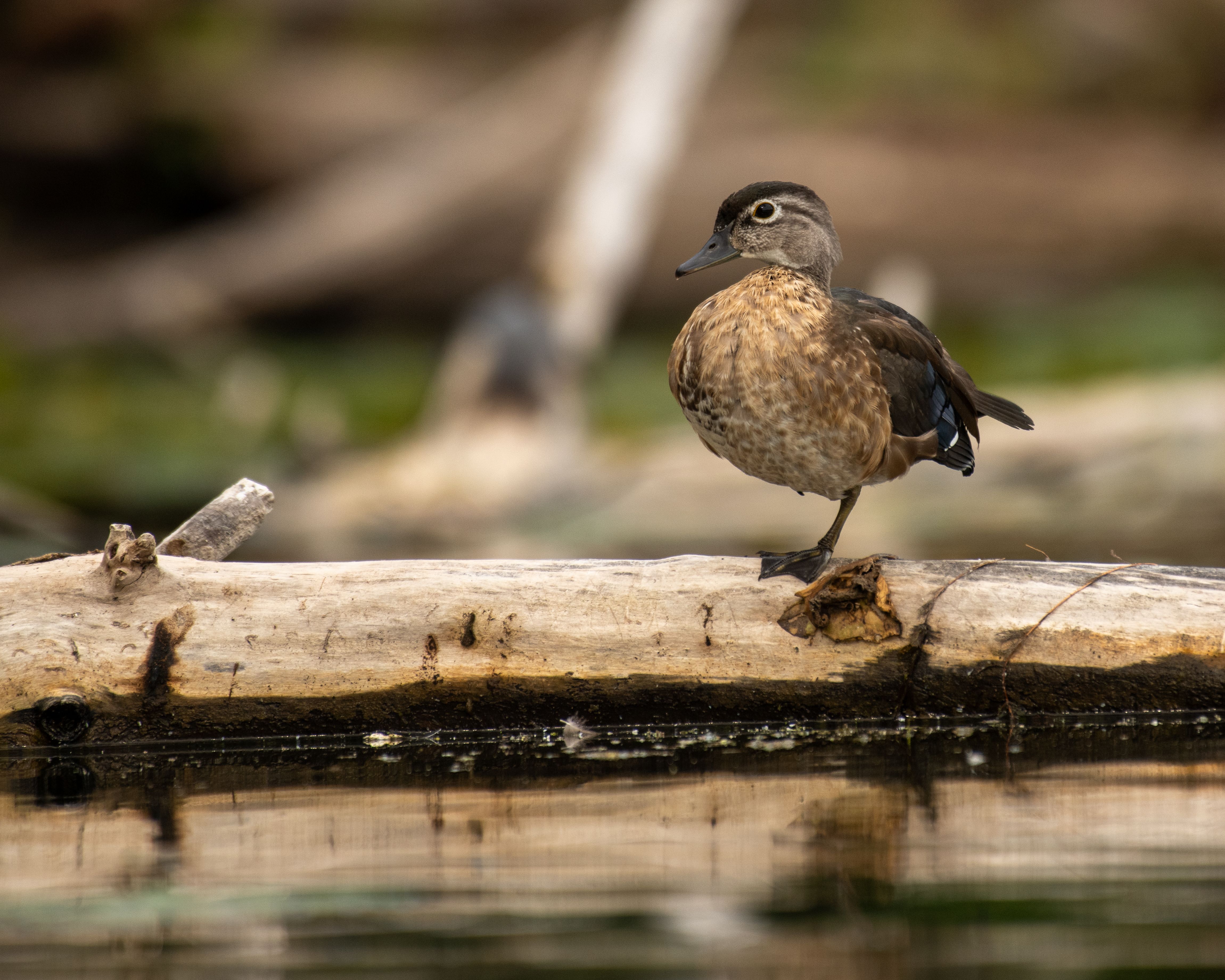 Duck on Tree Trunk · Free Stock Photo