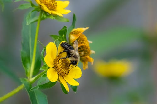 Close-up of a Bee on a Yellow Flower