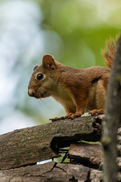 Foto d'estoc gratuïta de enfocament selectiu, esquirol, fotografia d'animals